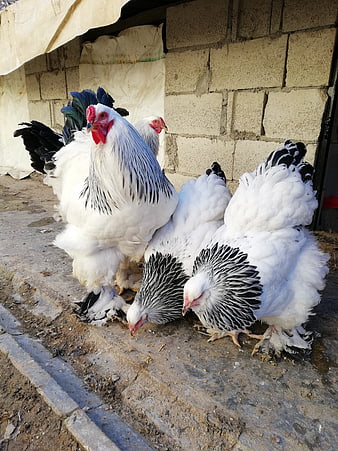 Group of White and Black Brahma Chickens on Farm