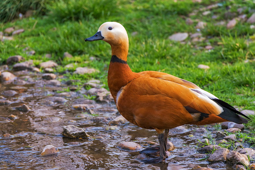 Ruddy Shelduck Standing in Shallow Stream