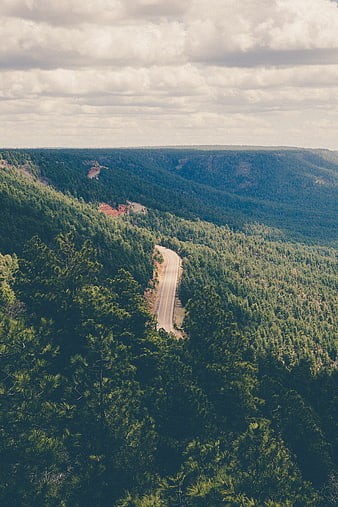 Winding Road Through Dense Green Forest Landscape