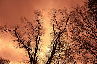 Bare Winter Tree Silhouettes Against Fiery Orange Sunset Sky