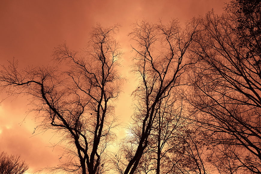Bare Winter Tree Silhouettes Against Fiery Orange Sunset Sky