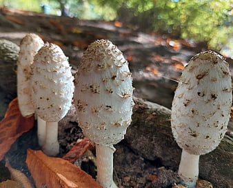 Close-up of white shaggy ink cap mushrooms in autumn forest