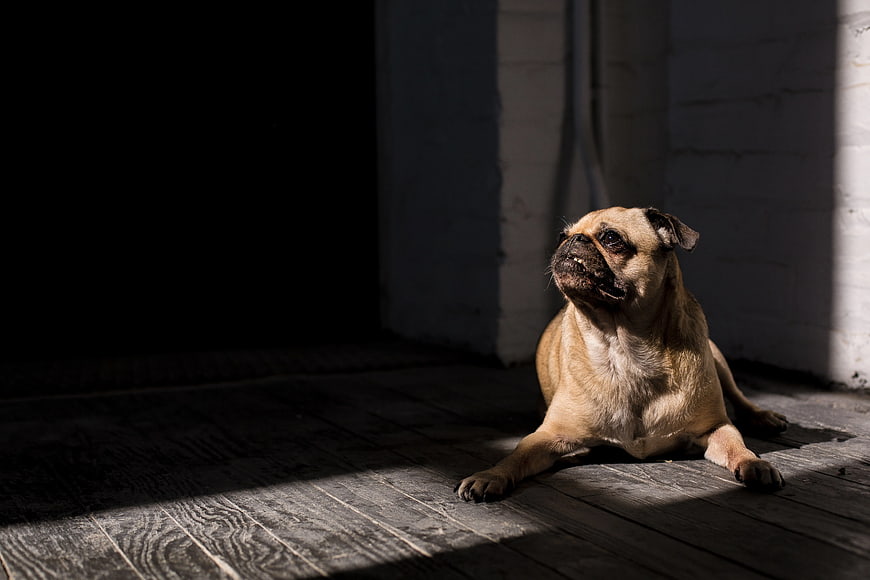 Fawn Pug Dog Resting in Sunlight on Wooden Floor