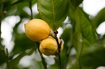 Fresh Yellow Lemons Hanging on a Tree Branch