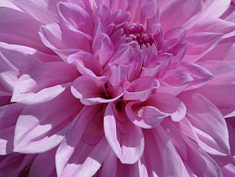 Close-up of a vibrant pink dahlia flower in full bloom