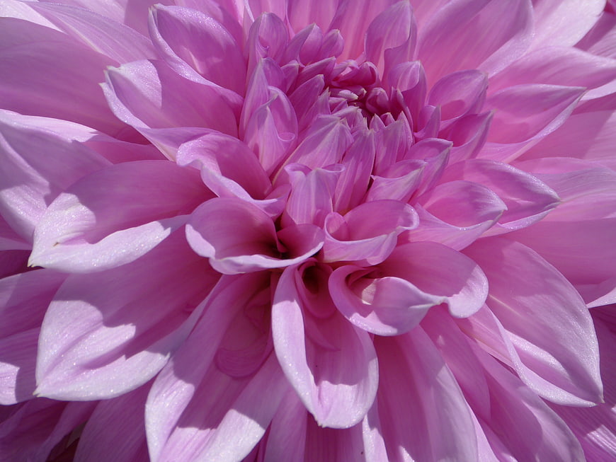 Close-up of a vibrant pink dahlia flower in full bloom