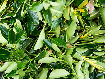 Close-up of fresh green leaves and stems with yellow variegation