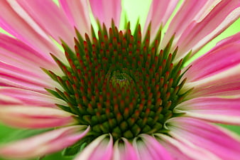 Macro Close-Up of Pink Echinacea Flower Center