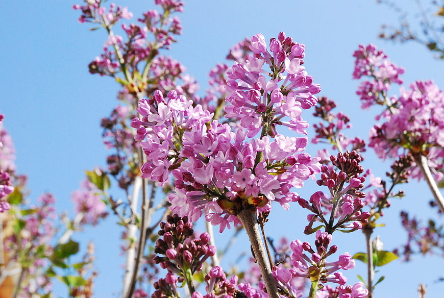 Pink Lilac Flowers Blooming Against Blue Sky