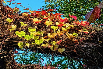 Autumn grapevine leaves on tree trunk against blue sky