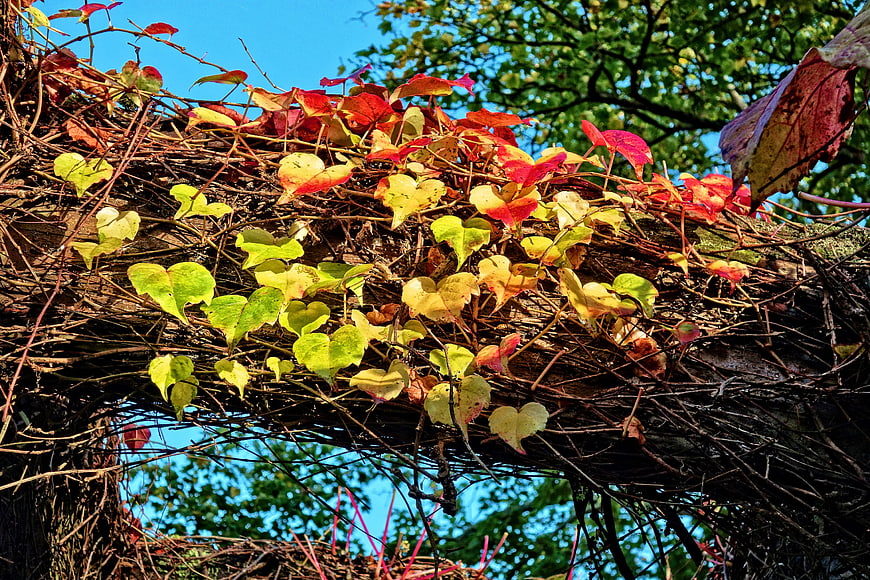 Autumn grapevine leaves on tree trunk against blue sky