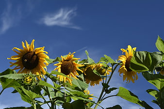 Vibrant Sunflowers Against a Deep Blue Sky