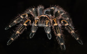 Close-up of a Hairy Tarantula on Black Background