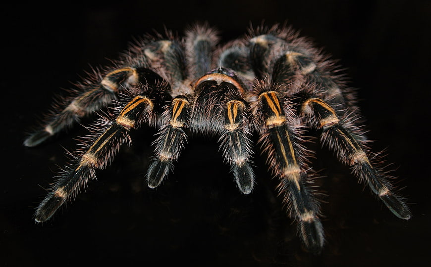 Close-up of a Hairy Tarantula on Black Background