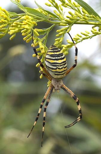 Close-up of a Yellow Garden Spider on Goldenrod