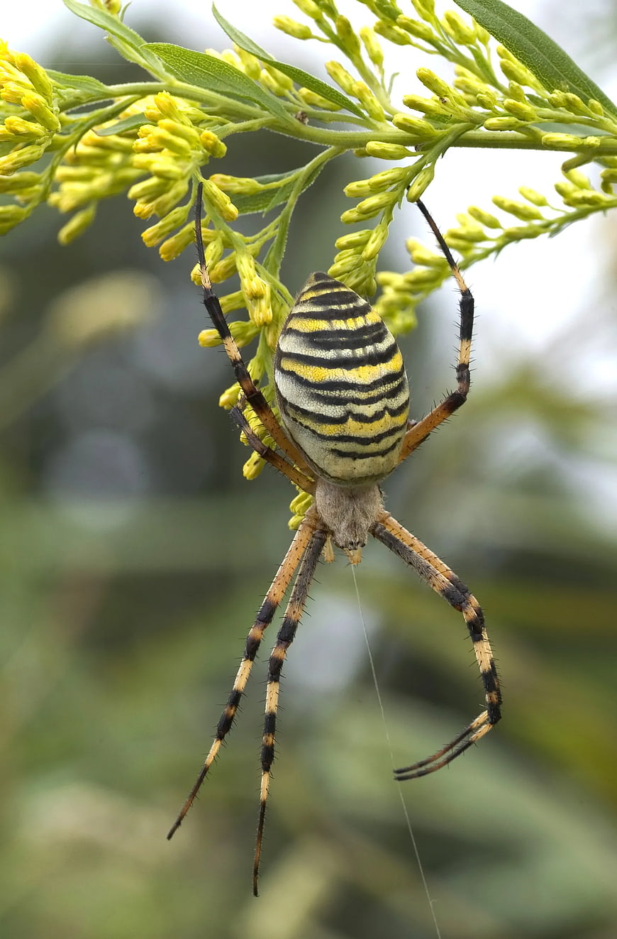 Close-up of a Yellow Garden Spider on Goldenrod