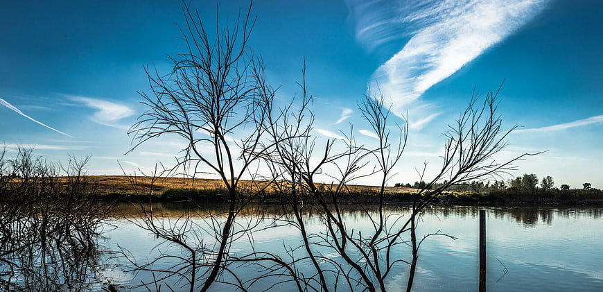 Silhouetted Bare Trees Against Blue Sky and Lake