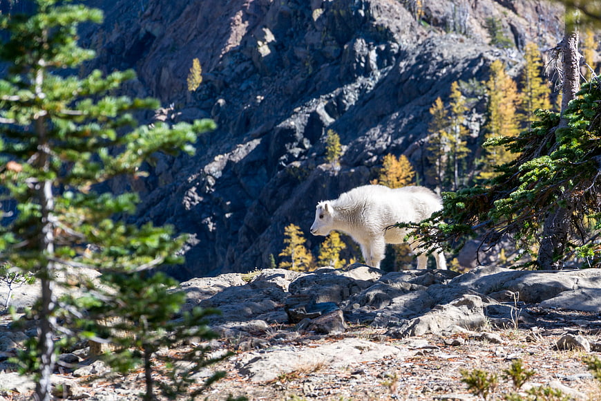 Mountain goat standing on rocky ridge with autumn trees