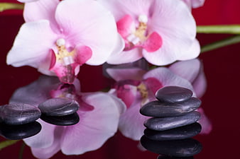 Pink Orchids And Stacked Black Stones On Reflective Red Surface