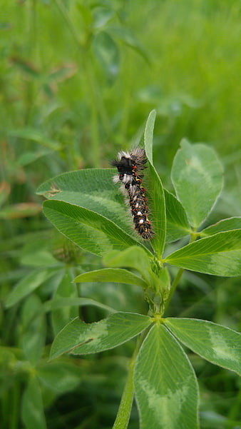 Close-up of a fuzzy caterpillar on a green clover leaf