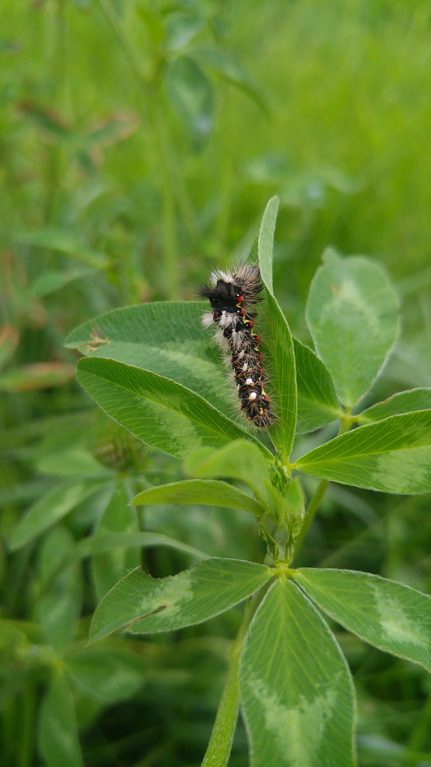 Close-up of a fuzzy caterpillar on a green clover leaf