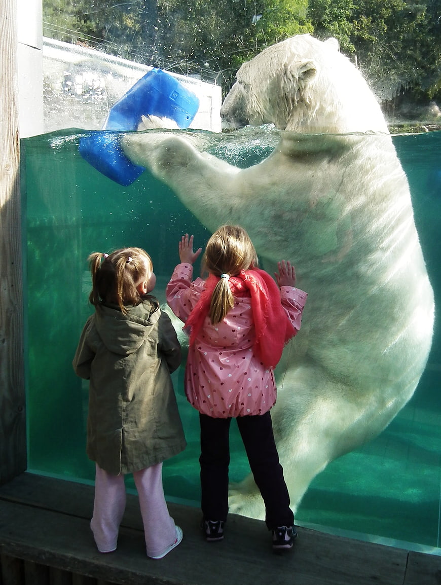 Two young girls watching a polar bear play with a bucket
