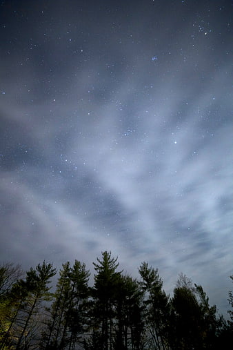 Starry Night Sky Over Silhouetted Pine Trees