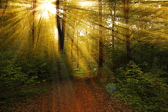 Sunbeams streaming through a lush green forest path
