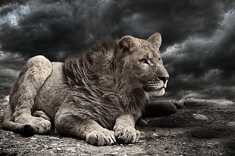 Majestic Lion Resting Under Dramatic Stormy Sky
