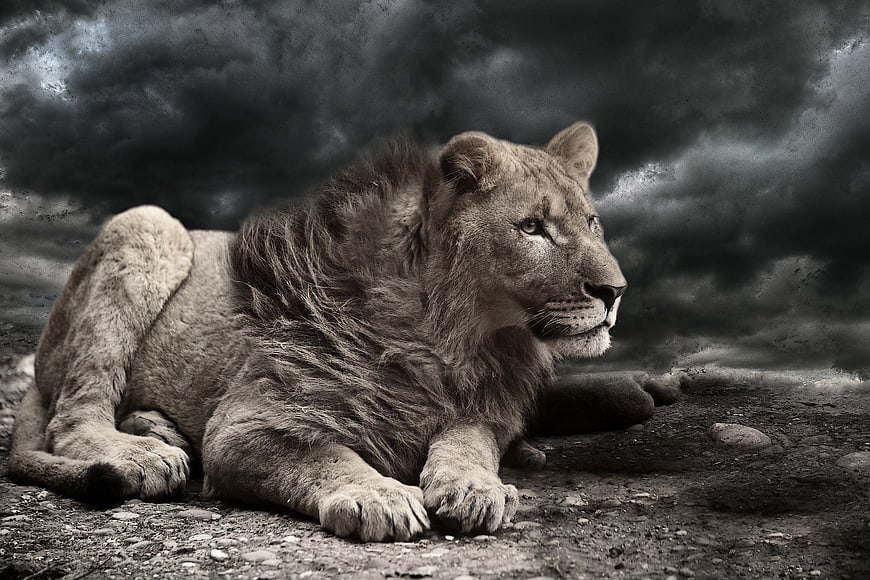 Majestic Lion Resting Under Dramatic Stormy Sky