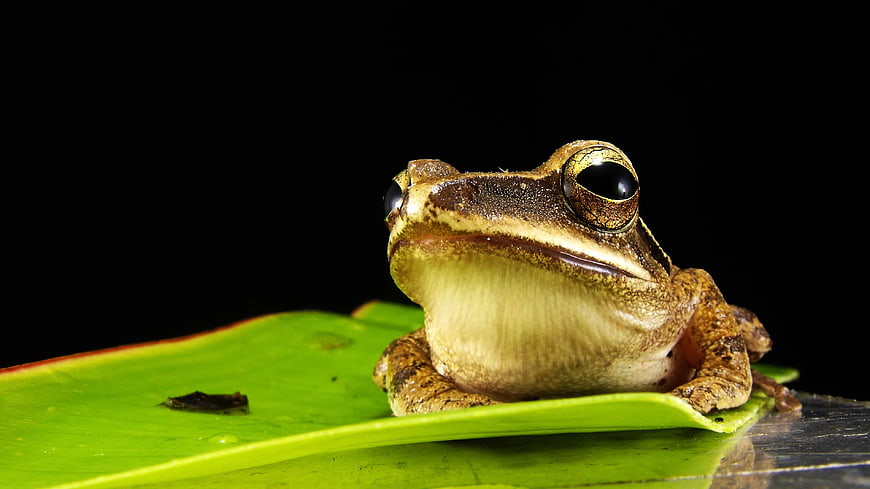 Close-up of brown frog on green leaf against black background