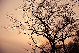 Bare Tree Silhouette Against Warm Sunset Sky