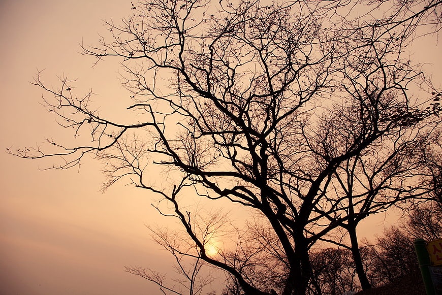 Bare Tree Silhouette Against Warm Sunset Sky