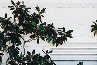Dark Green Magnolia Leaves Against White Wall