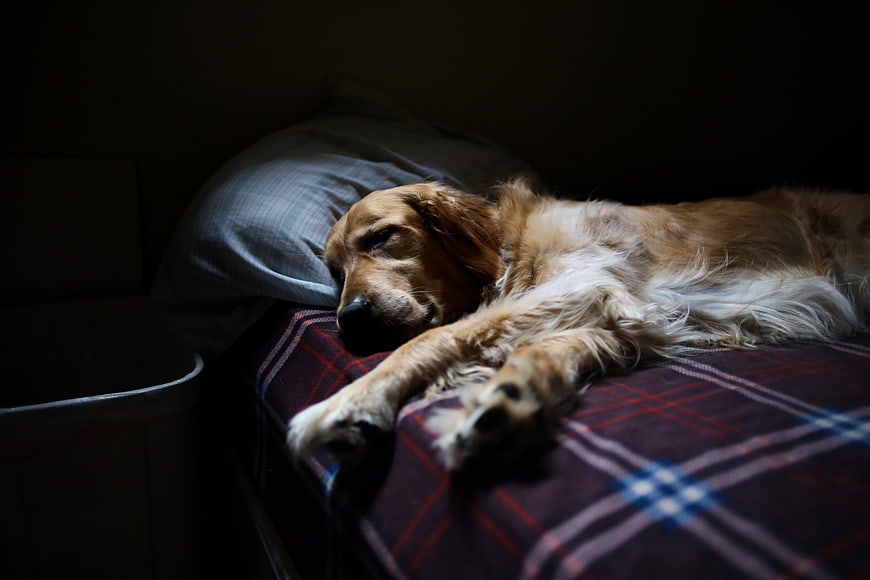 Sleeping Golden Retriever on Plaid Bed