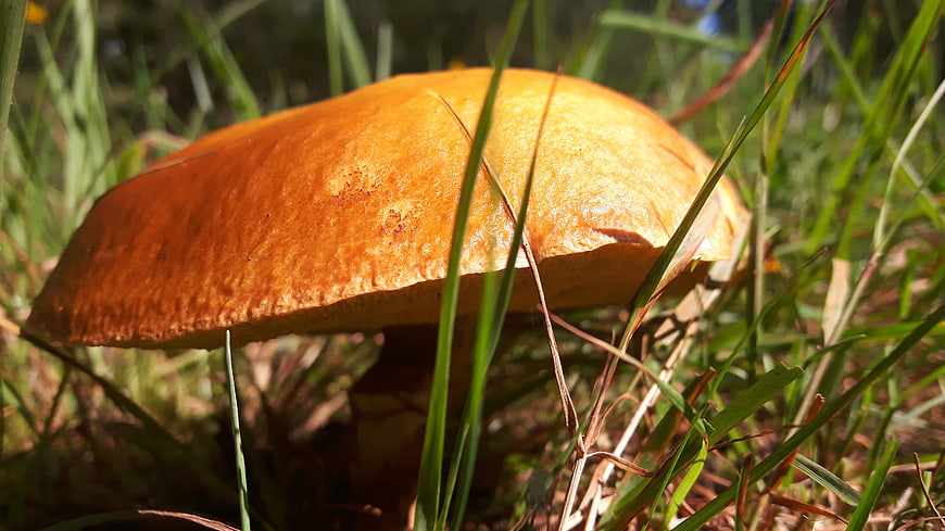Close-up of Orange Mushroom in Green Grass