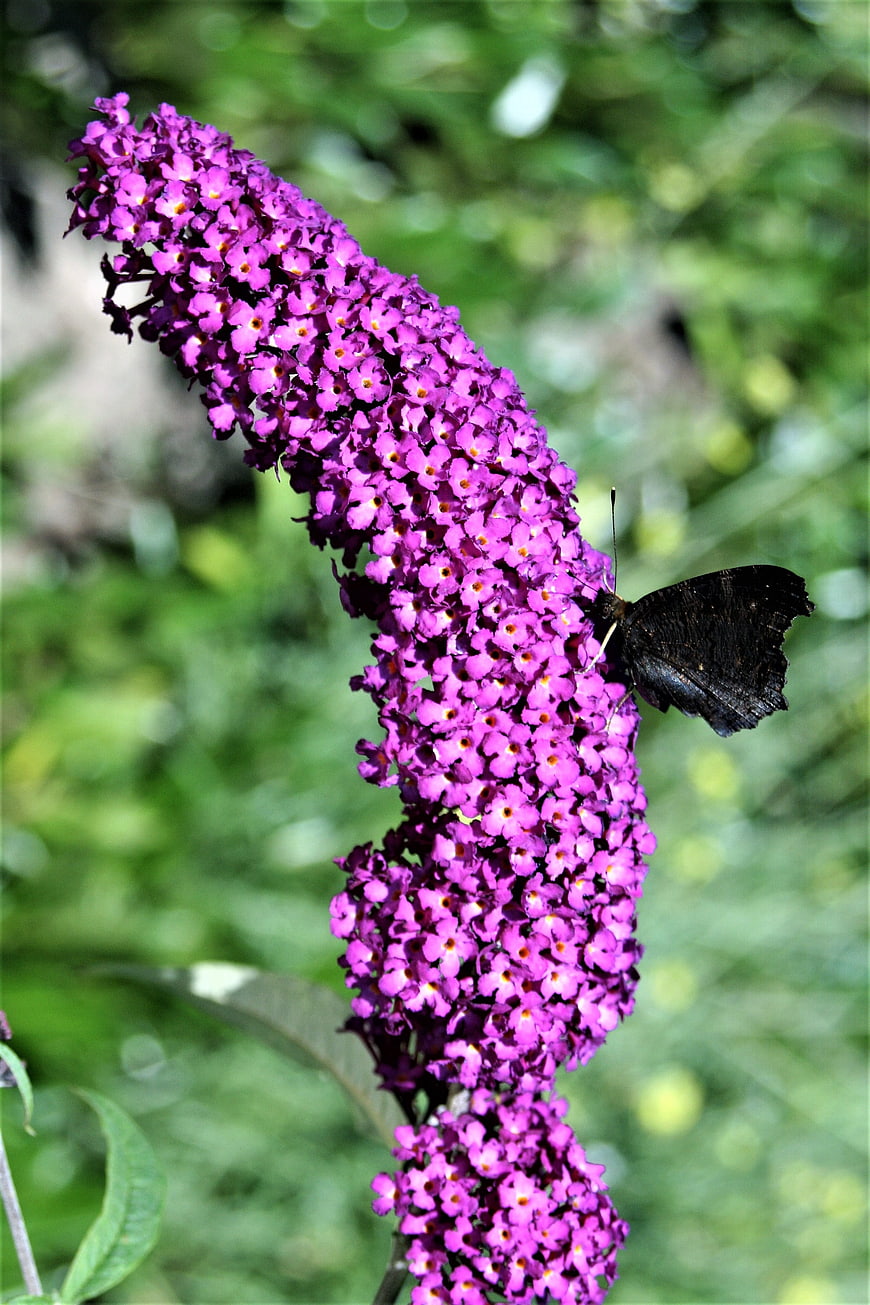 Black Butterfly on Purple Butterfly Bush Flower