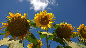 Vibrant Sunflowers Against Blue Sky