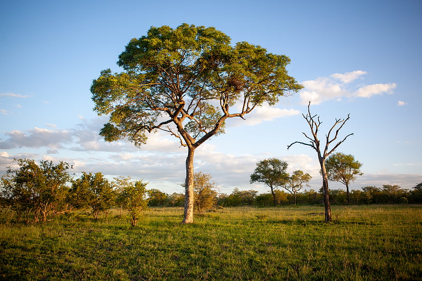 Lone Tree in African Savanna Landscape at Sunset