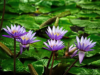 Purple Water Lilies Blooming on Green Lily Pads