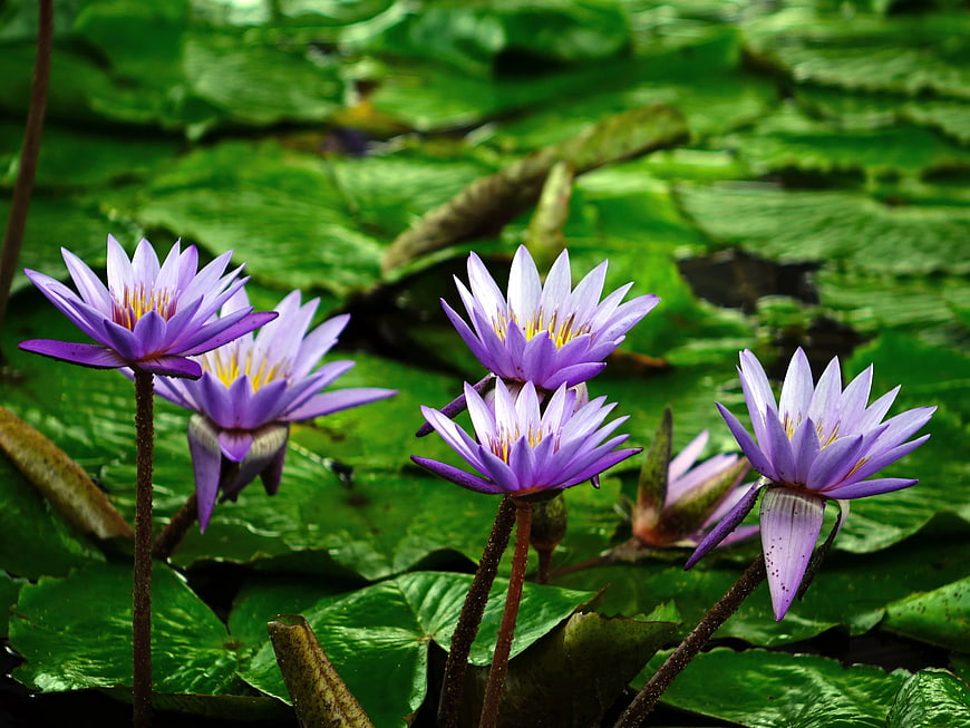Purple Water Lilies Blooming on Green Lily Pads