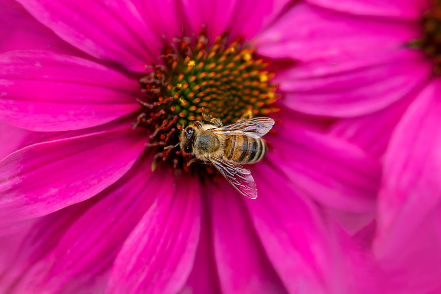 Close-up of Honey Bee Pollinating Vibrant Pink Coneflower