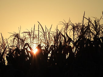 Silhouette of corn stalks against golden sunset sky