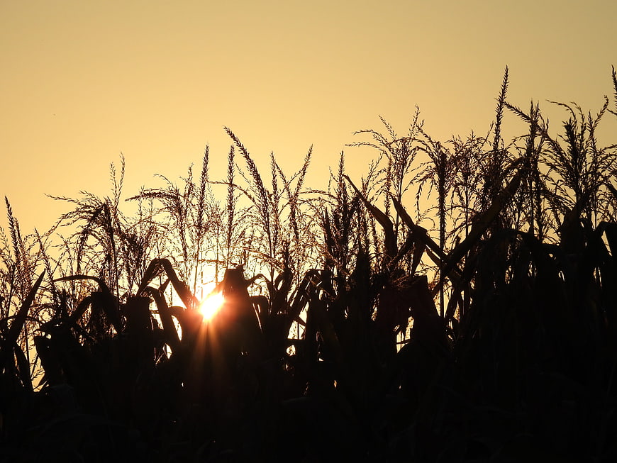 Silhouette of corn stalks against golden sunset sky