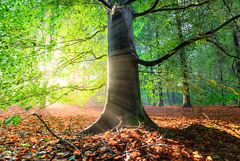 Sunlit beech tree in forest with autumn leaves