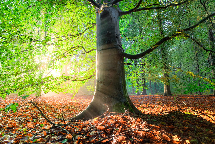 Sunlit beech tree in forest with autumn leaves