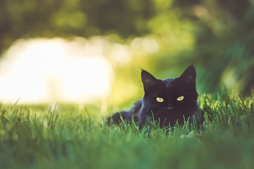 Black Cat Lying in Green Grass with Glowing Eyes