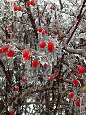 Red Berries Encased in Icy Icicles on Winter Branches