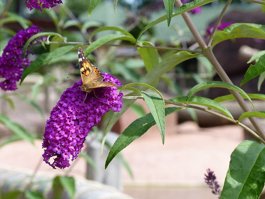 Painted Lady Butterfly on Purple Butterfly Bush Flower
