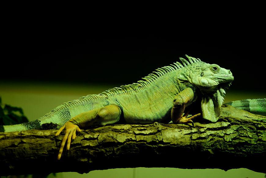 Green Iguana Resting on a Branch